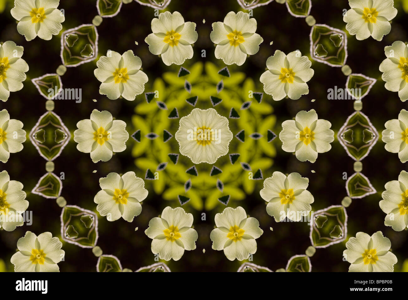 Primrose pattern flower design Stock Photo - Alamy