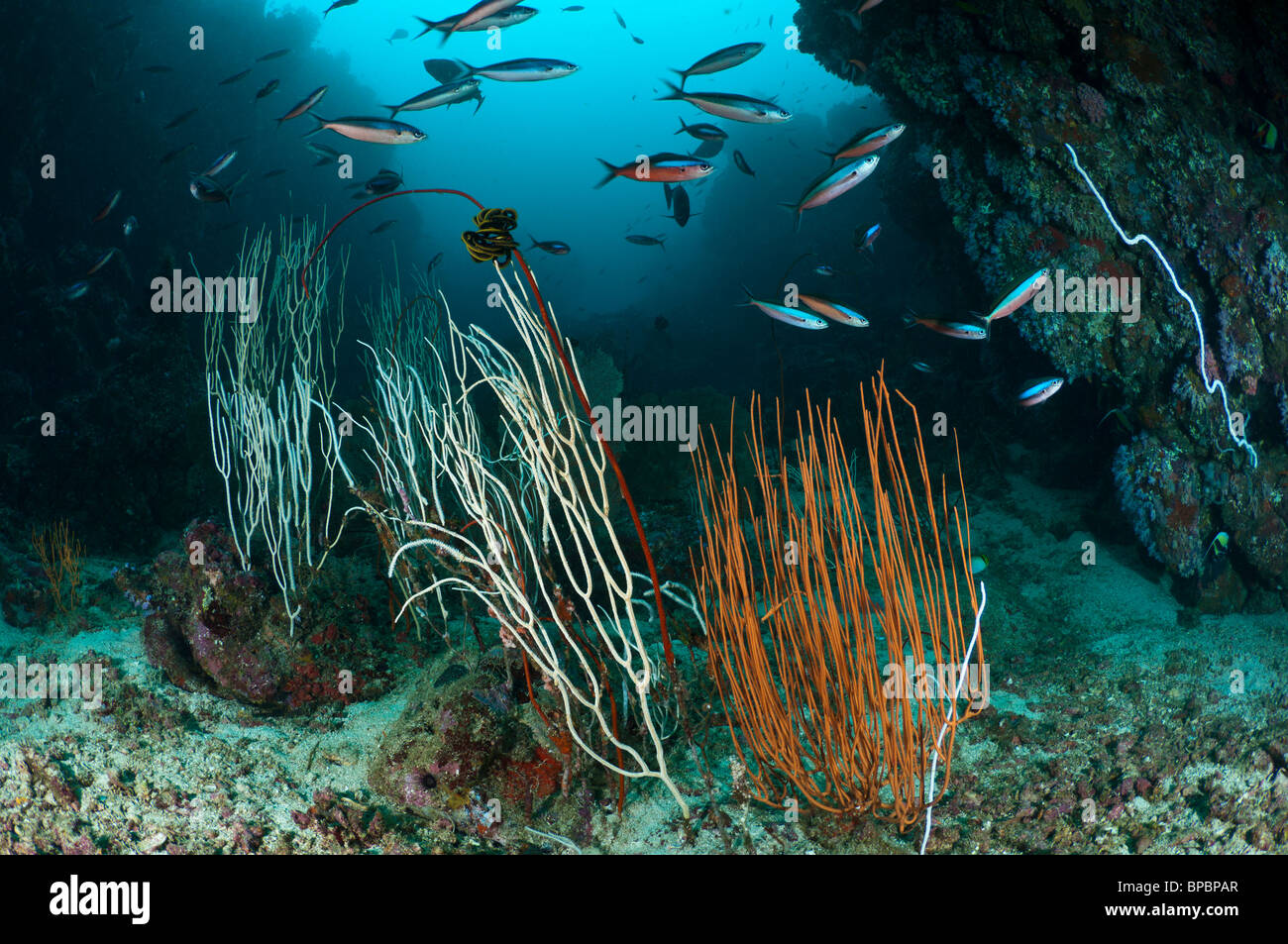 Sea whips, fans and fusiliers, Pulau Weh, Sumatra, Indonesia. Stock Photo