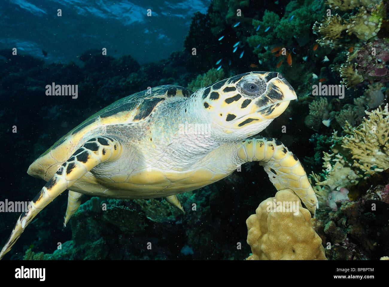 Loggerhead turtle off Brothers Islands, Red Sea, off Egypt coast Stock Photo