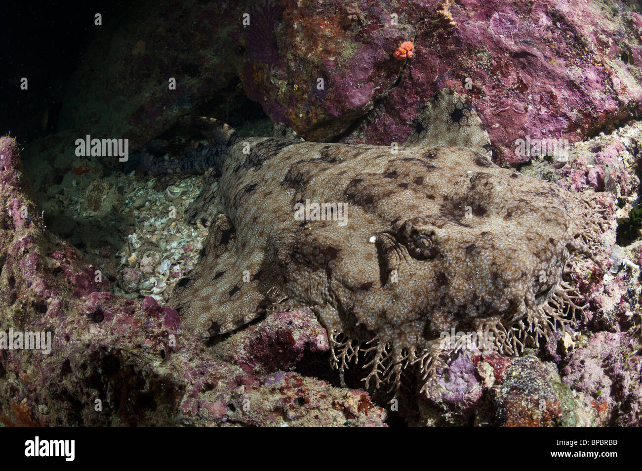 A tasselled wobbegong lying camouflaged on a rocky bottom, Triton Bay, West Papua, Indonesia. Stock Photo