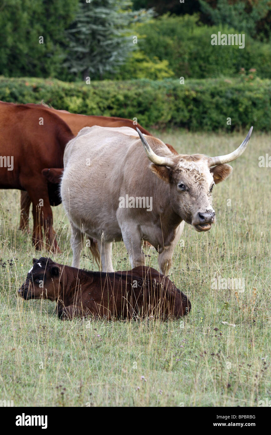 Long horn cow and calf grazing in Streatley Stock Photo
