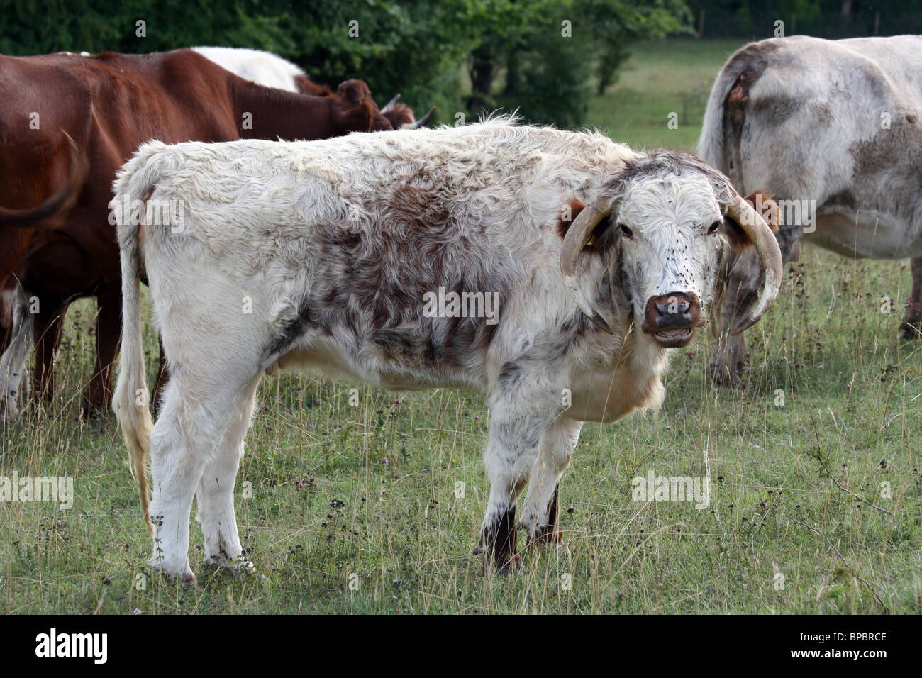 White long horn cow in Streatley Stock Photo