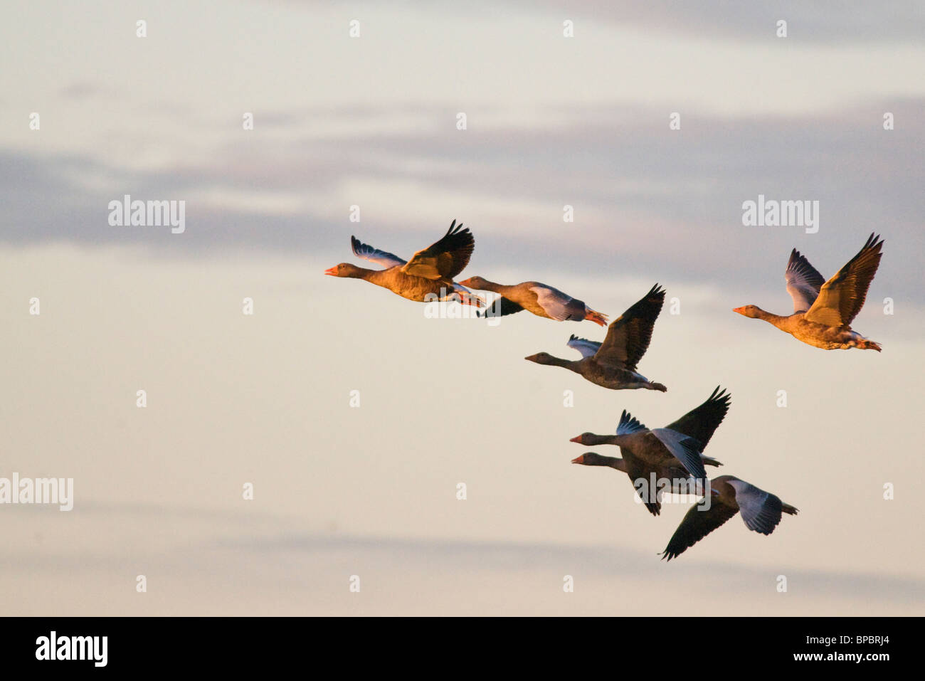 Flock of Greylag Geese in flight Stock Photo