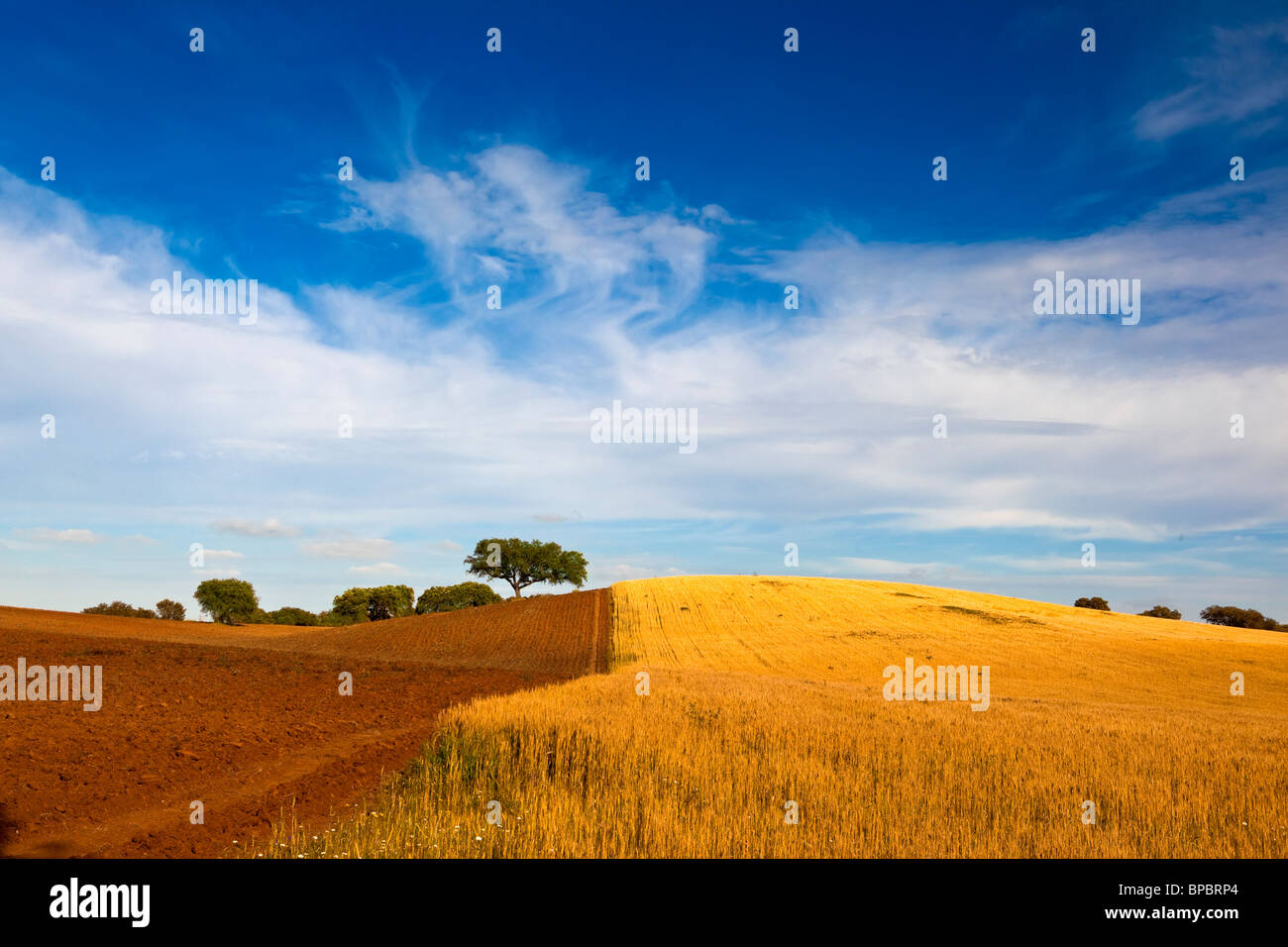 Yellow wheat field with a great blue sky and clouds Stock Photo - Alamy