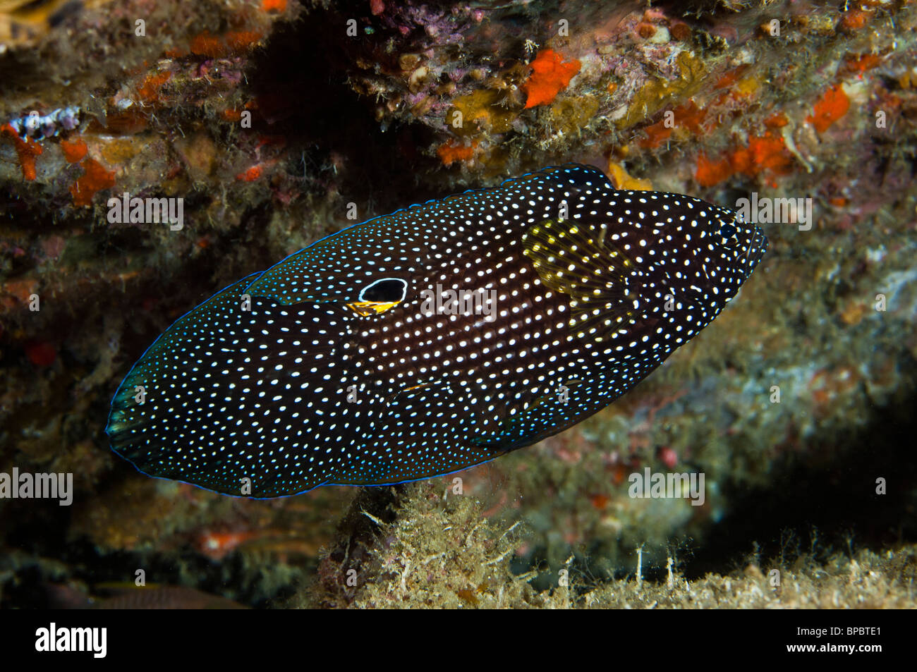 Comet fish, Pulau Weh, Sumatra, Indonesia. Stock Photo