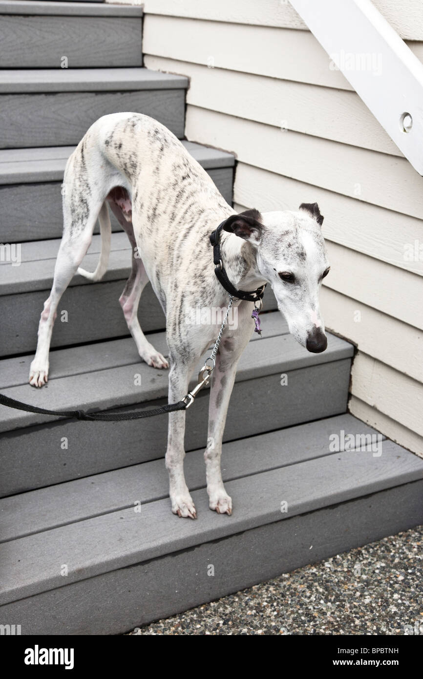 beautiful lithe grey whippet dog is a s is a study in monochrome on grey steps against white clapboard siding Everett Washington Stock Photo