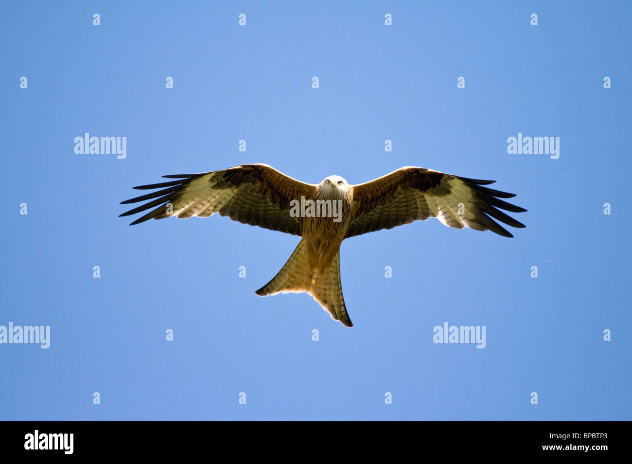 red kite (milvus milvus) in flight Stock Photo