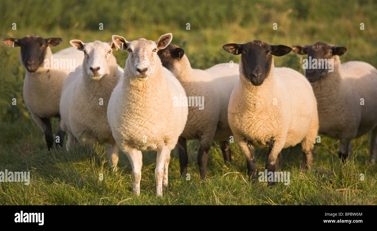 yorkshire, england; sheep in a pasture Stock Photo Alamy