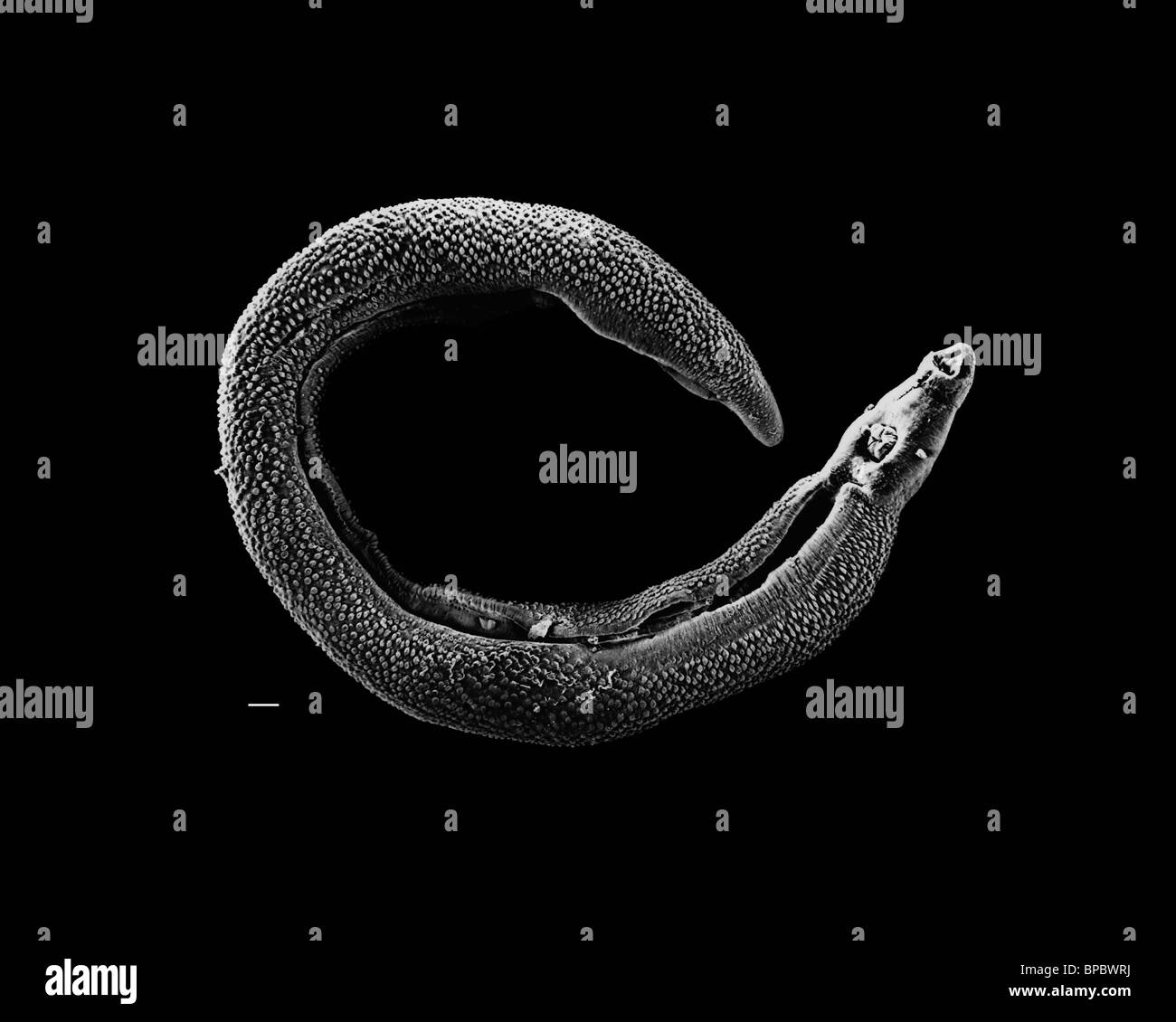 Electron micrograph of an adult male Schistosoma parasite worm Stock Photo