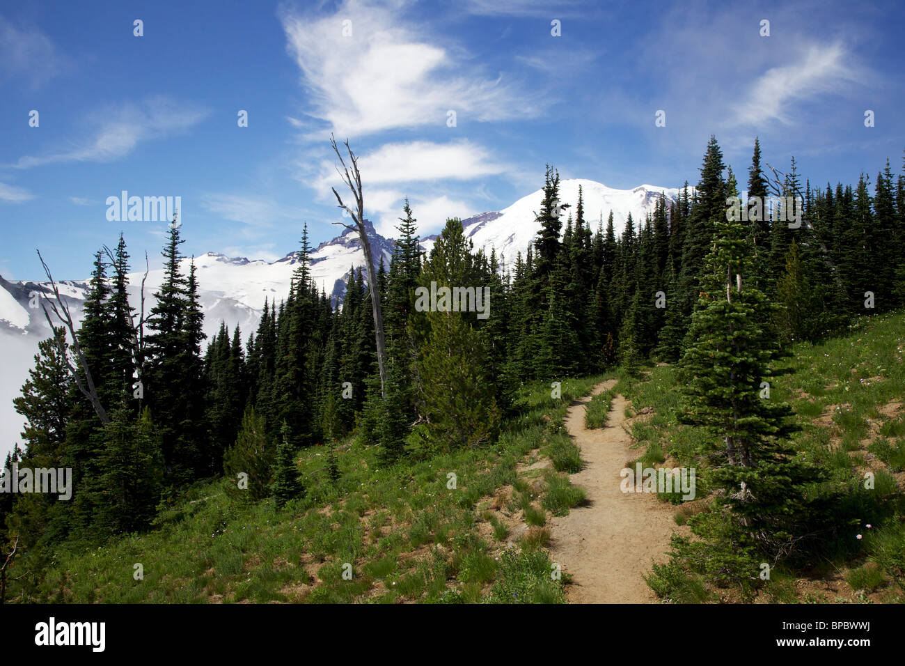 Trail through Sunrise Meadow area. Mt Rainier National Park, Washington Stock Photo