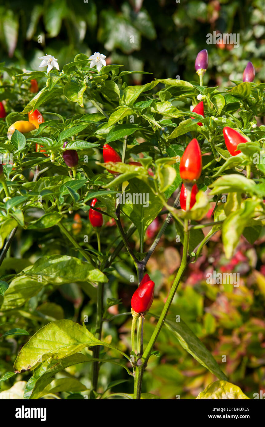 Chilii (Capsicum) plants showing young fruit and flowers Stock Photo