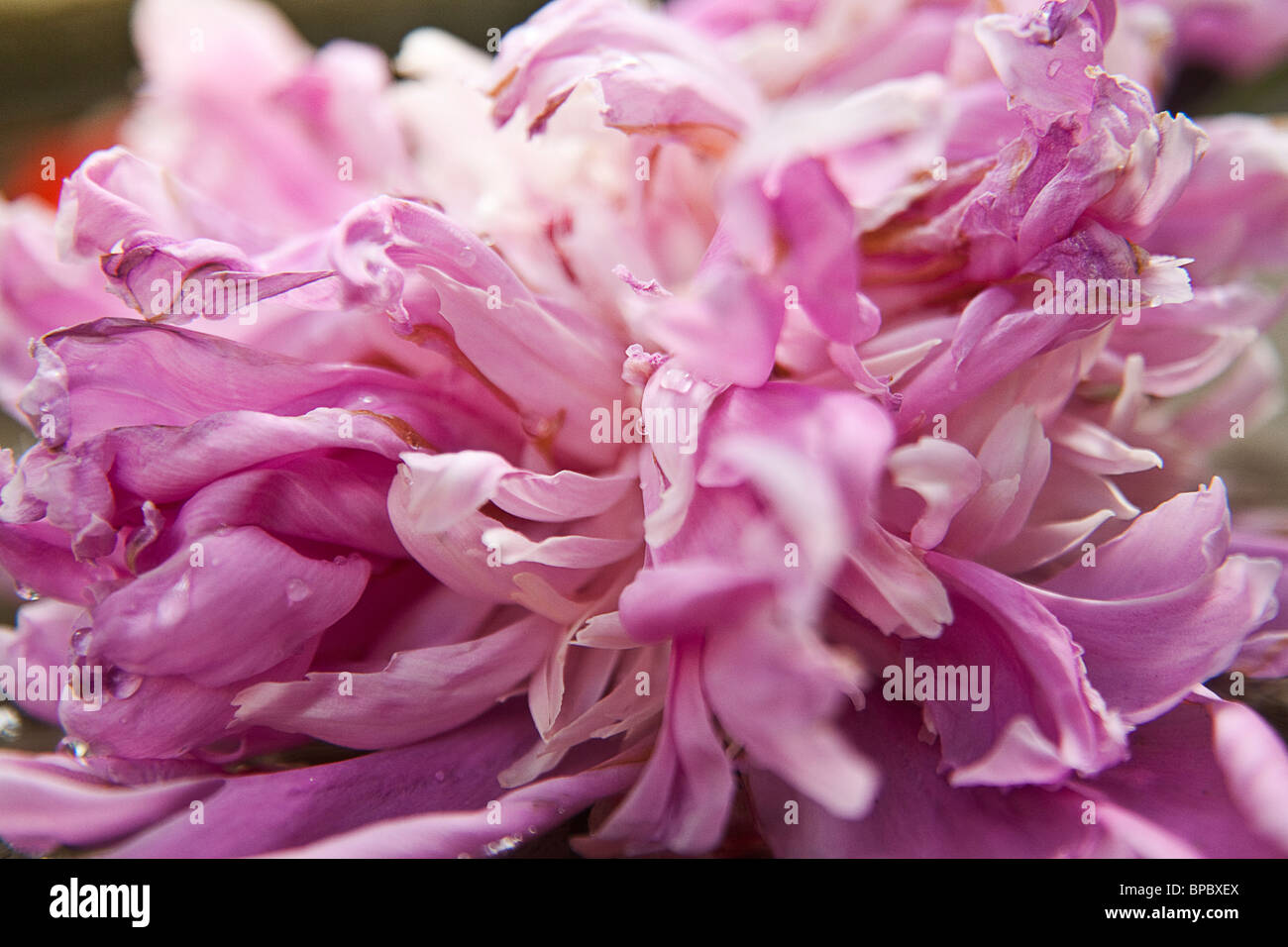 Closeup of petals of a pink peony in water Stock Photo - Alamy