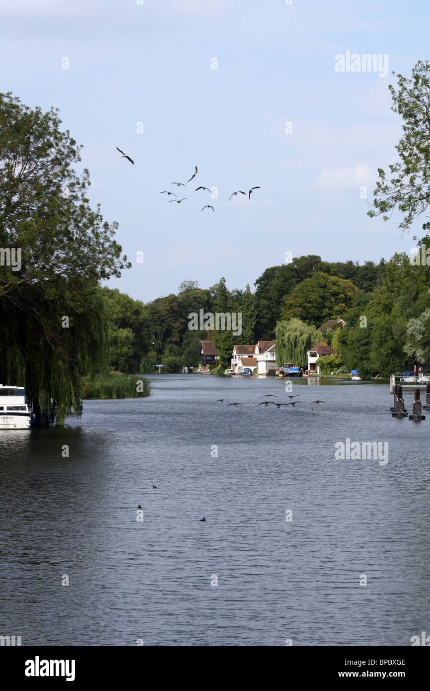 Geese flying over the river Thames in Goring and Streatley Stock Photo