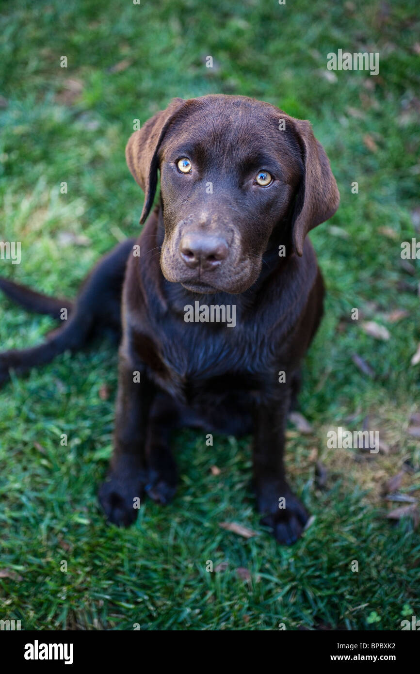 Chocolate brown Labrador puppy Stock Photo