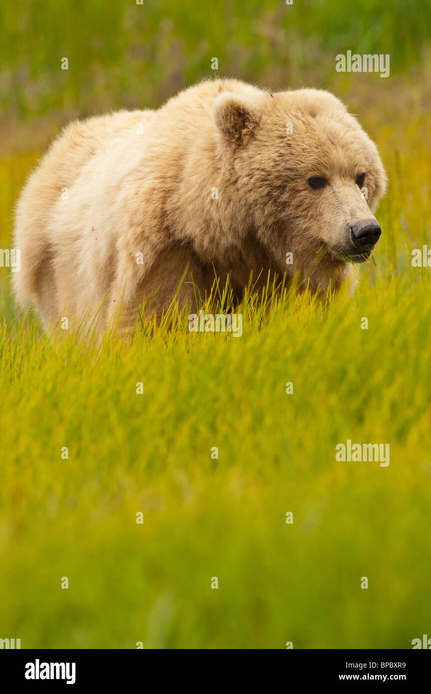 Stock photo of an Alaskan blonde-phase brown bear in a meadow of golden grasses. Stock Photo