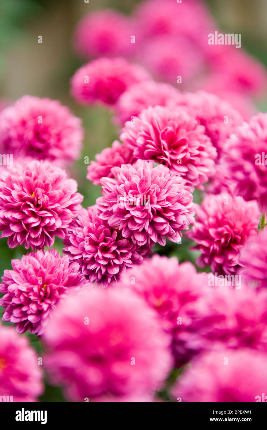 Chrysanthemum (Chrysanthemum indicum) growing in a cluster in a domestic garden. Hardy mums