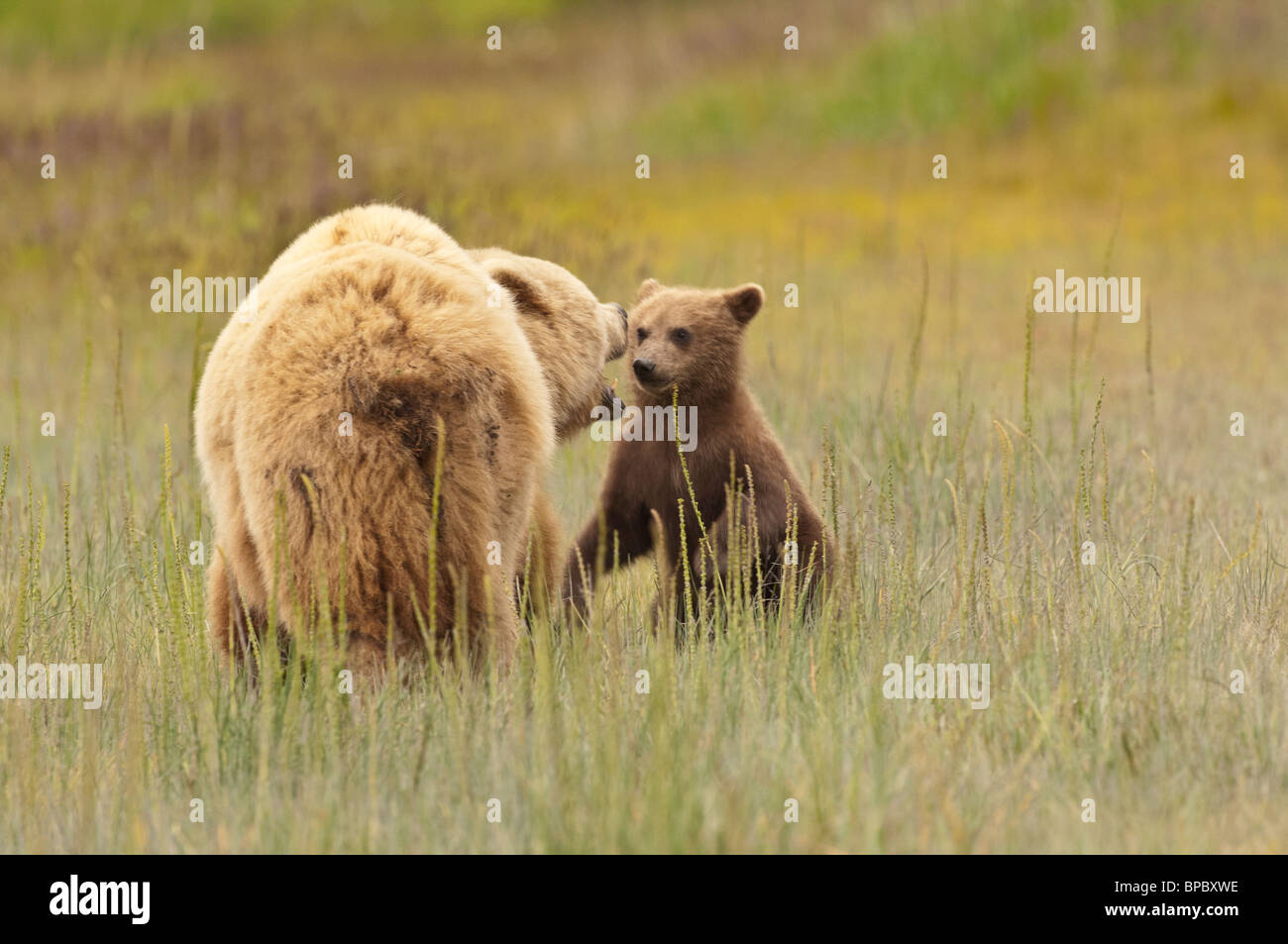 Stock photo of an Alaskan coastal brown bear sow and cub playing in a ...