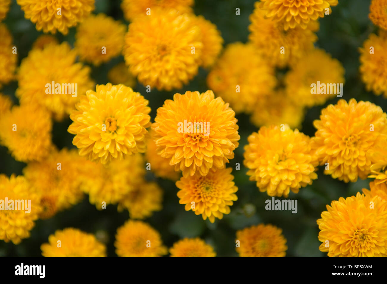 Chrysanthemum (Chrysanthemum indicum) growing in a cluster in a domestic garden. Hardy mums