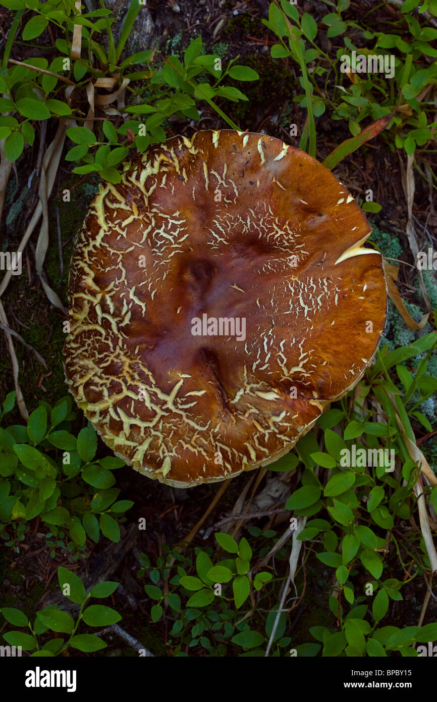 Colorado mushroom hires stock photography and images Alamy
