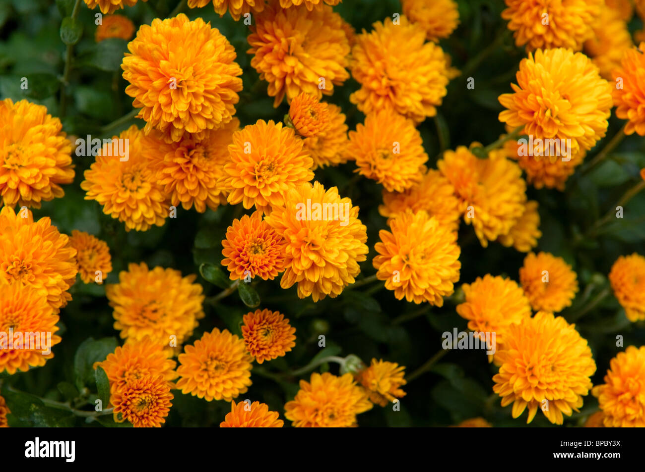 Chrysanthemum (Chrysanthemum indicum) growing in a cluster in a domestic garden. Hardy mums variety Stock Photo