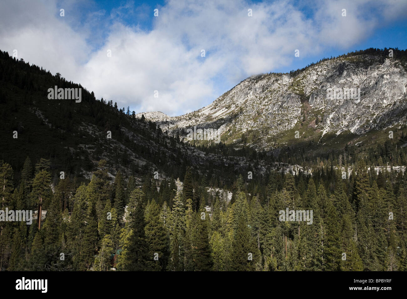 Pine forest in the Sierra Nevada Mountains Stock Photo Alamy