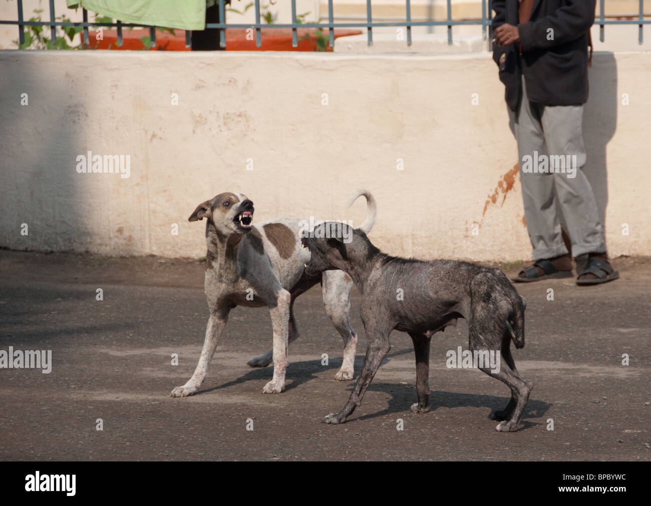 Dogs Taking Over - Street dogs are out of control particularly in urban areas where the ratio of dogs to humans is five to one Stock Photo