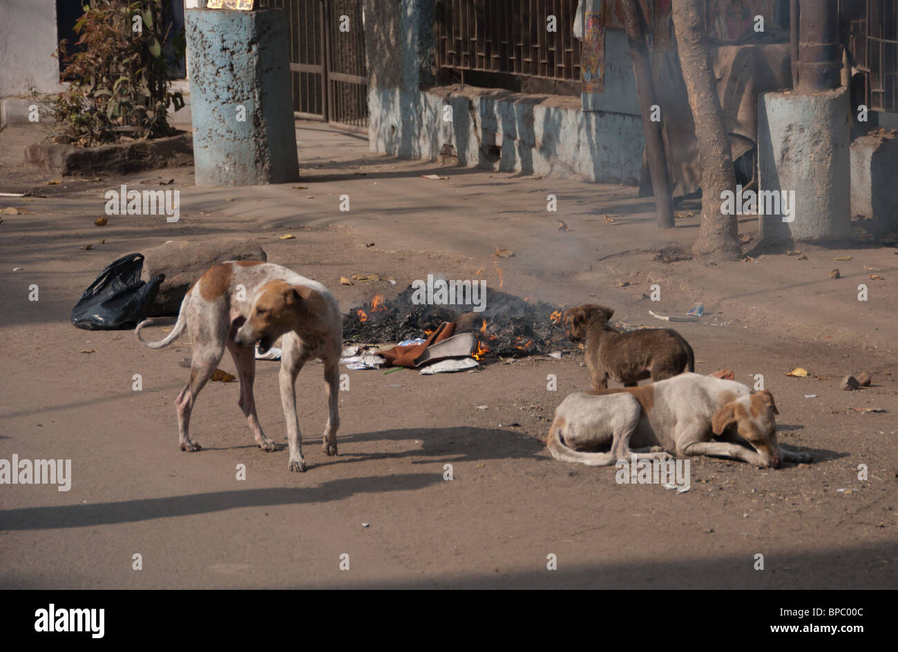 Rapid Increase - Street dogs are increasing in alarming numbers across India especially in urban areas. Stock Photo