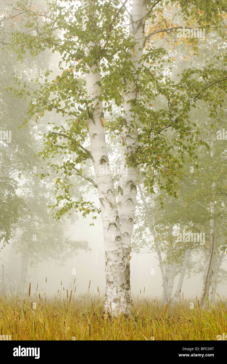 thunder bay, ontario, canada; birch trees in the fog Stock Photo Alamy