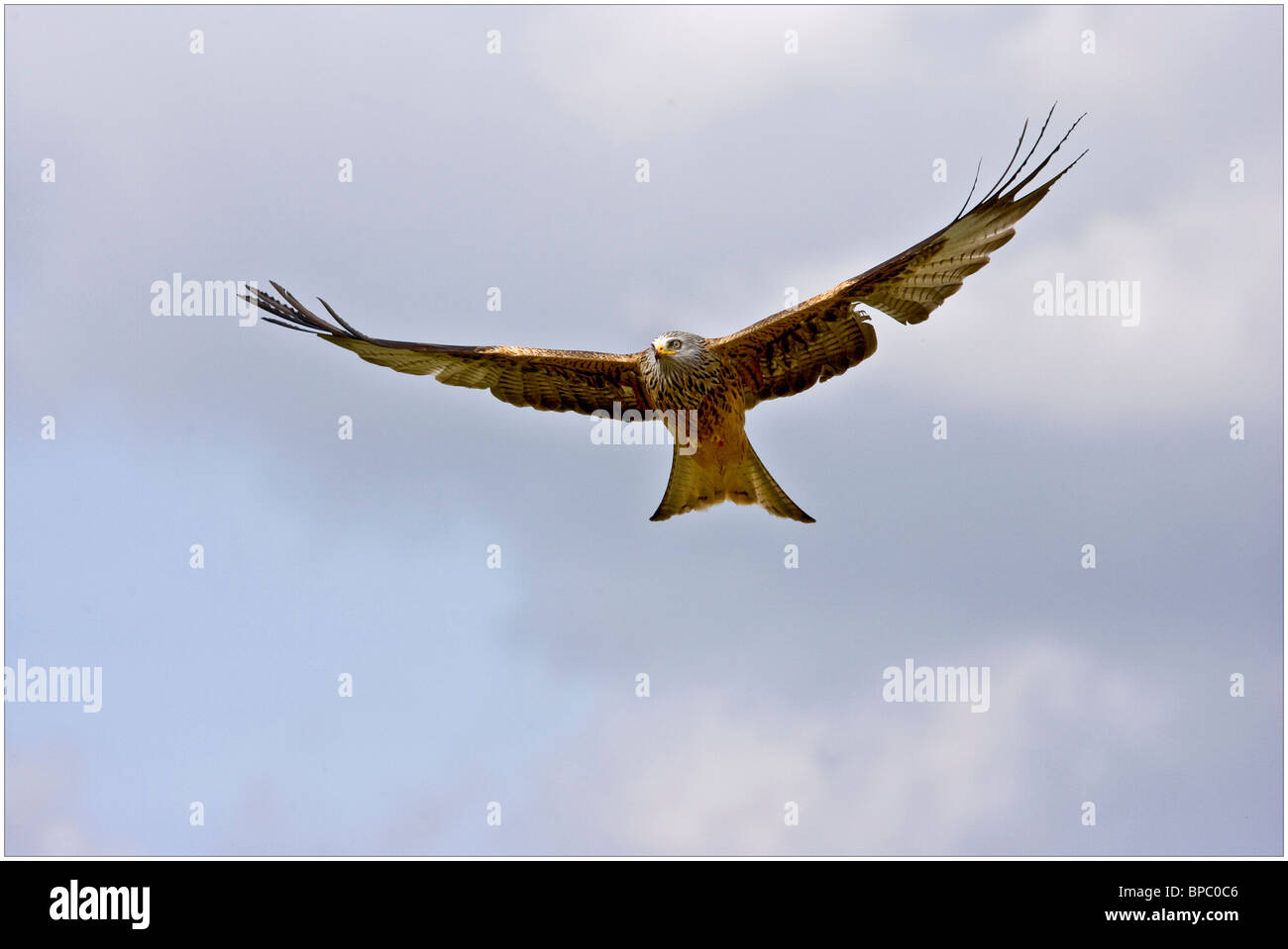A Red Kite taken in flight at Gigrin Farm, Rhayader, Powys, Wales, UK