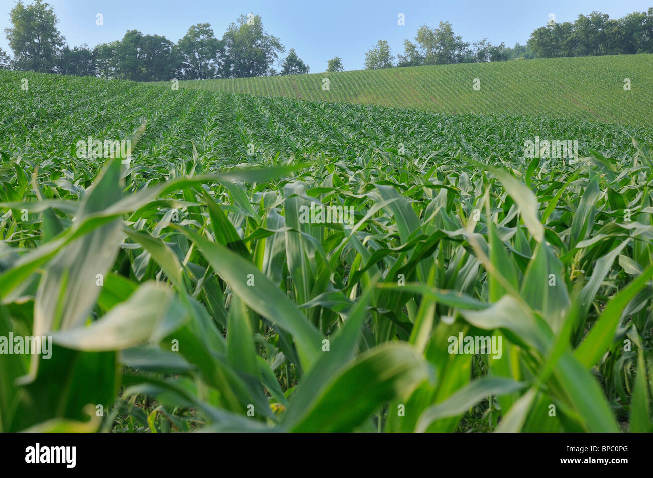 Field of corn growing in Kentucky, USA Stock Photo Alamy