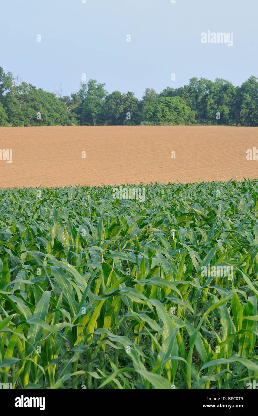 Field of corn growing in Kentucky, USA Stock Photo Alamy
