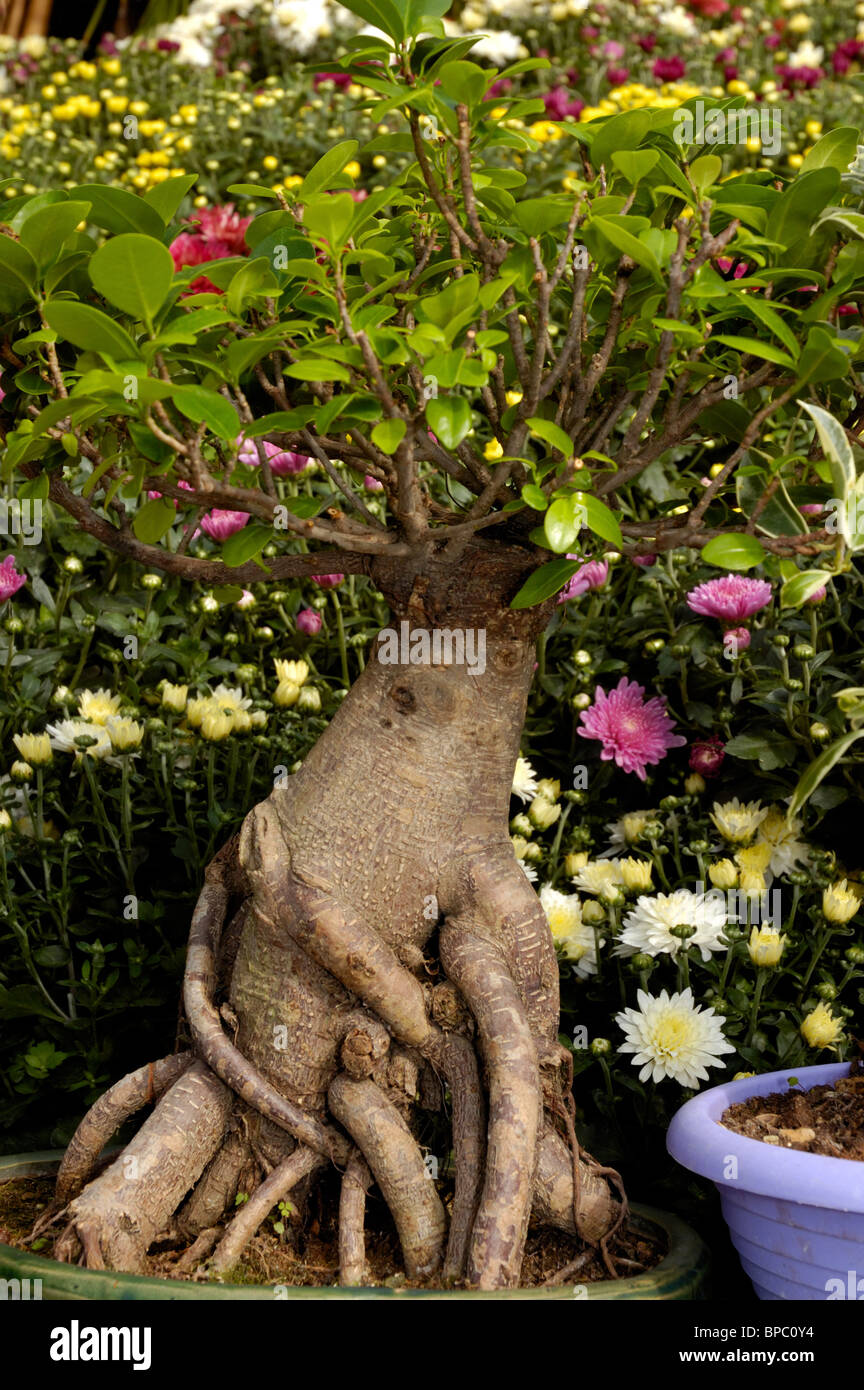 Bonsai tree in a pot Stock Photo