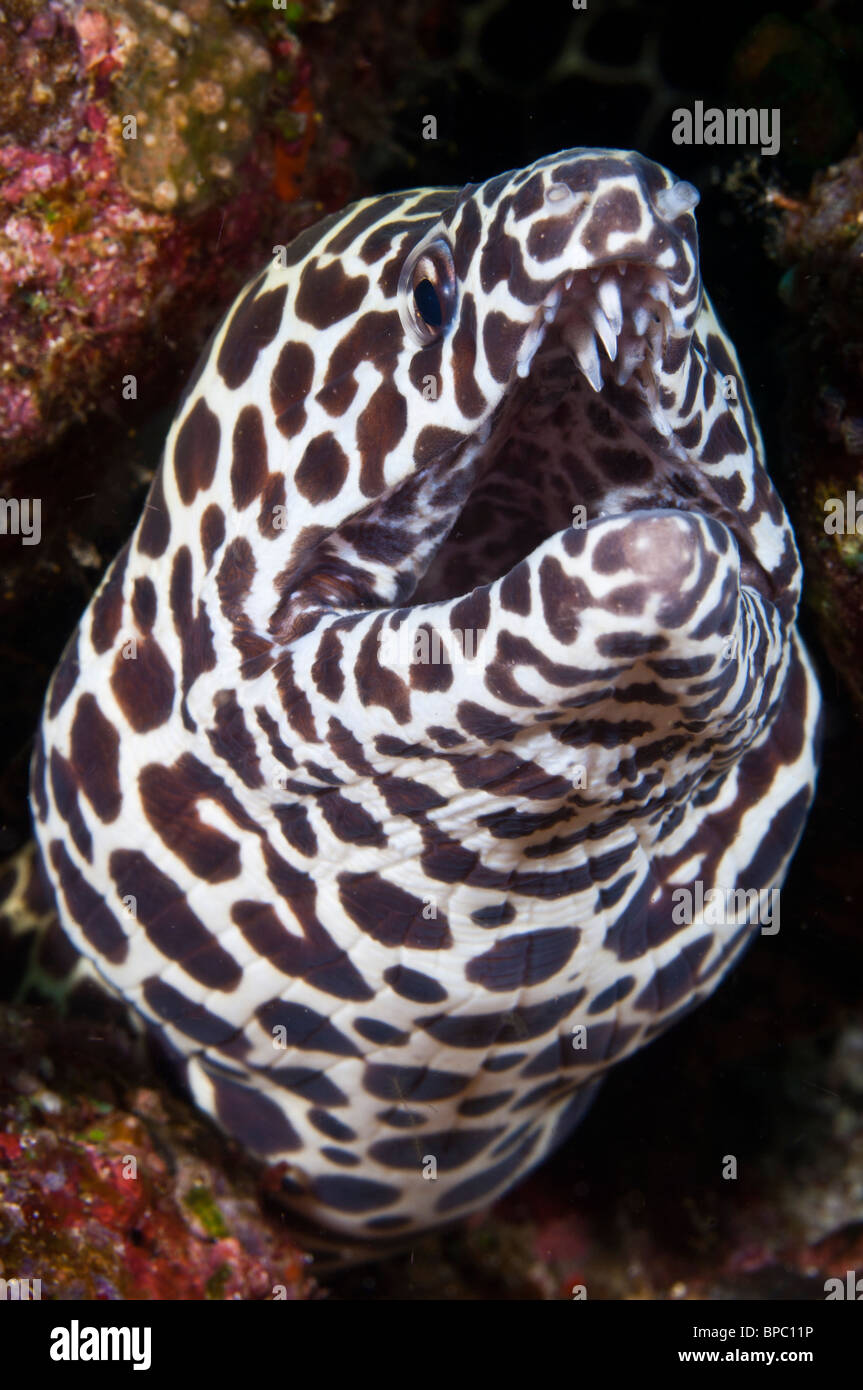 Honeycomb moral eel, Pulau Weh, Sumatra, Indonesia. Stock Photo