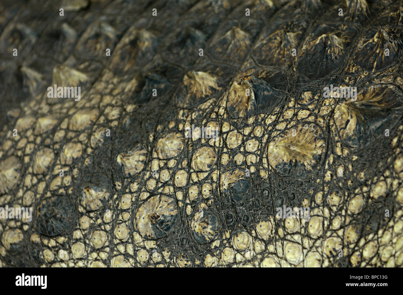 Close-up of crocodile skin abstract organic texture background Stock Photo