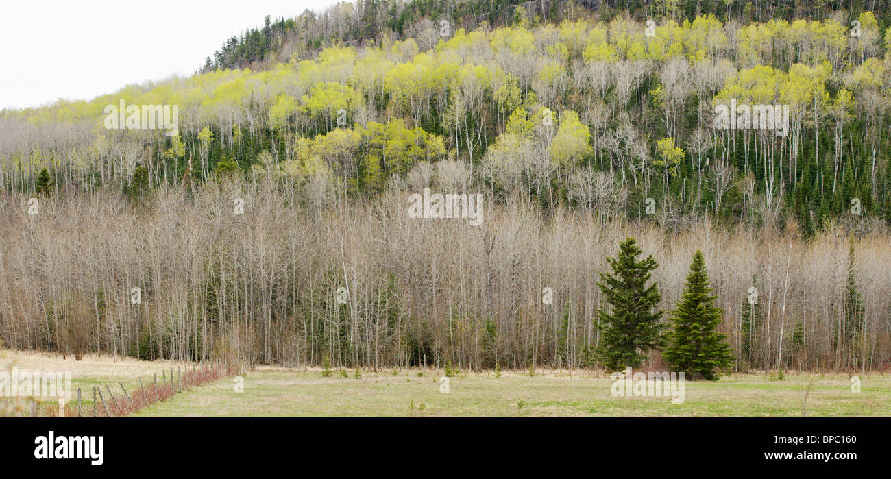 hymers, ontario, canada; two evergreen trees against spring growth on a