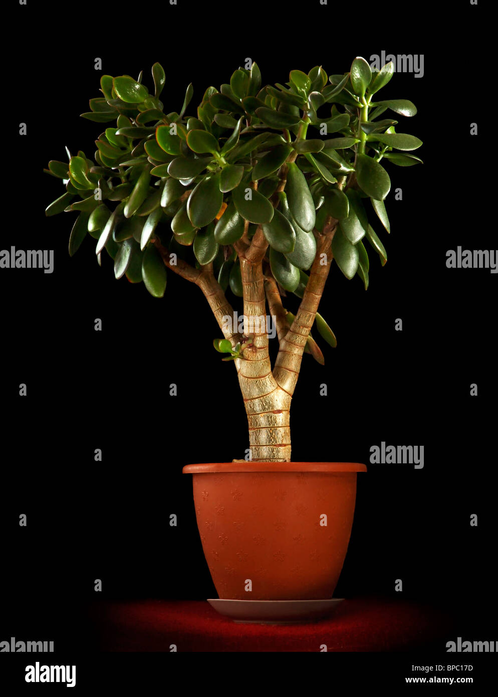 Crassula ovata Jade Plant Money tree Isolated on black background Stock Photo Alamy