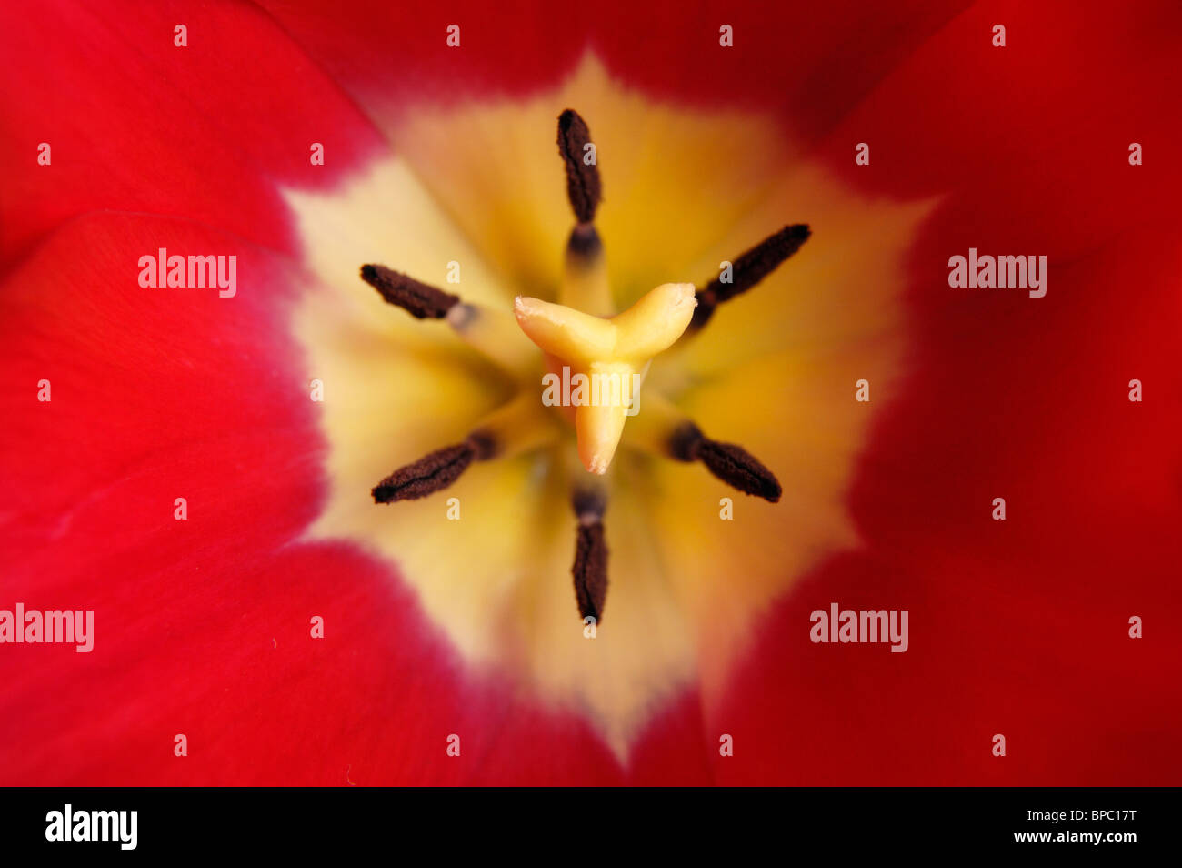 Beautiful red tulip macro nature photography Stock Photo