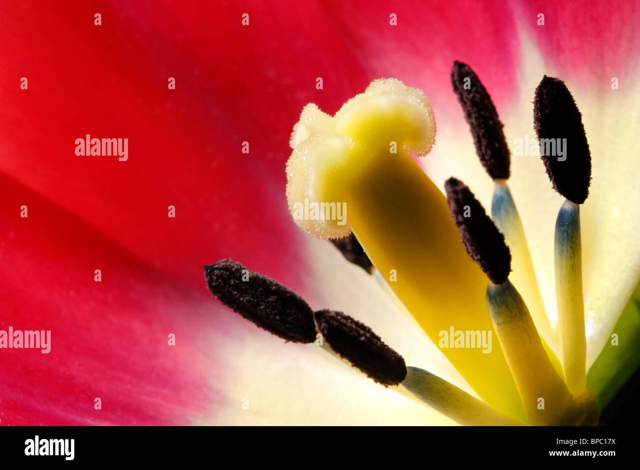 Beautiful vivid macro of a red tulip pistil and stamens Extreme close-up nature photography Stock Photo