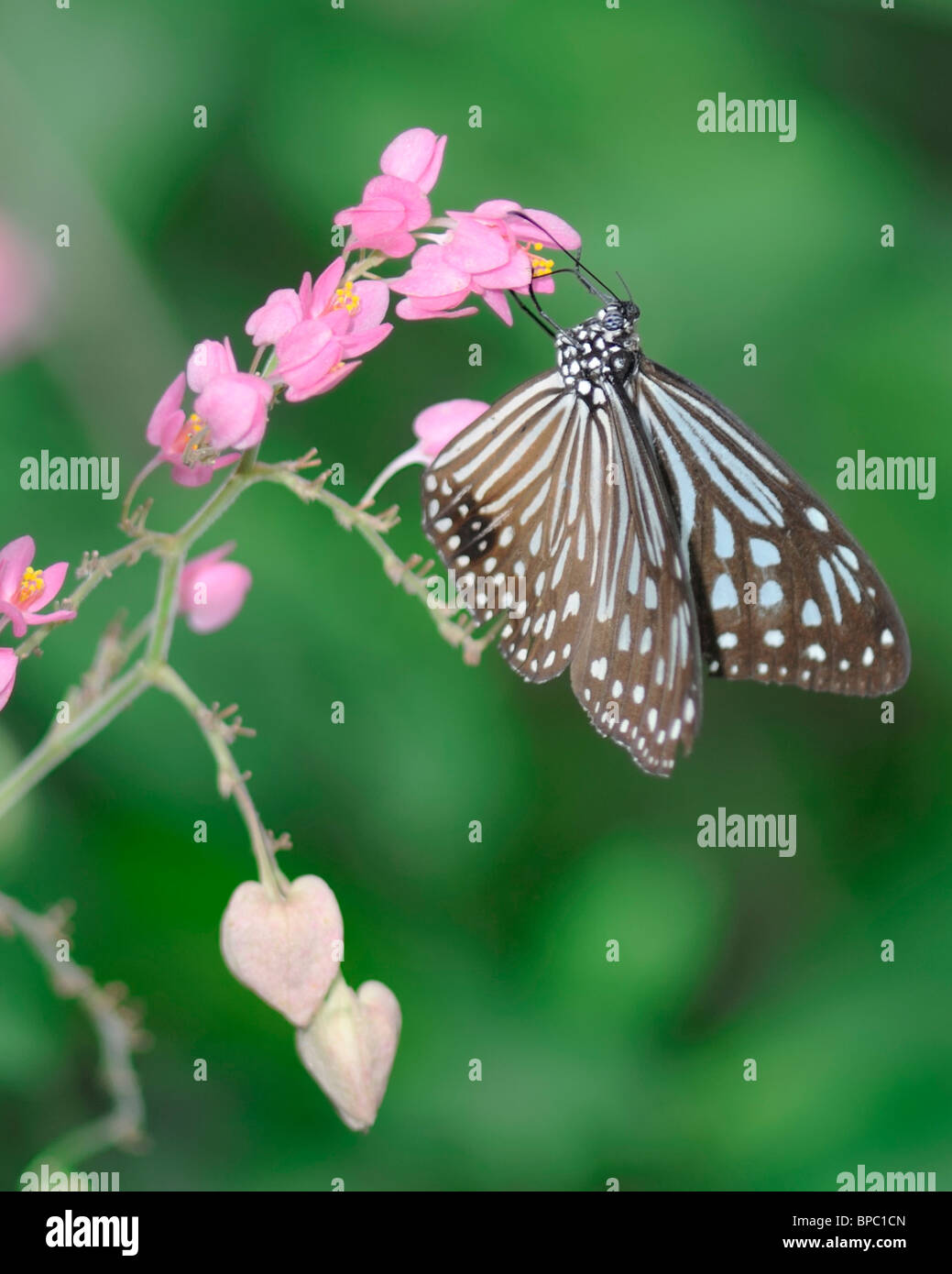 Blue Grassy Tiger Butterfly resting on a Bougainvillea flower
