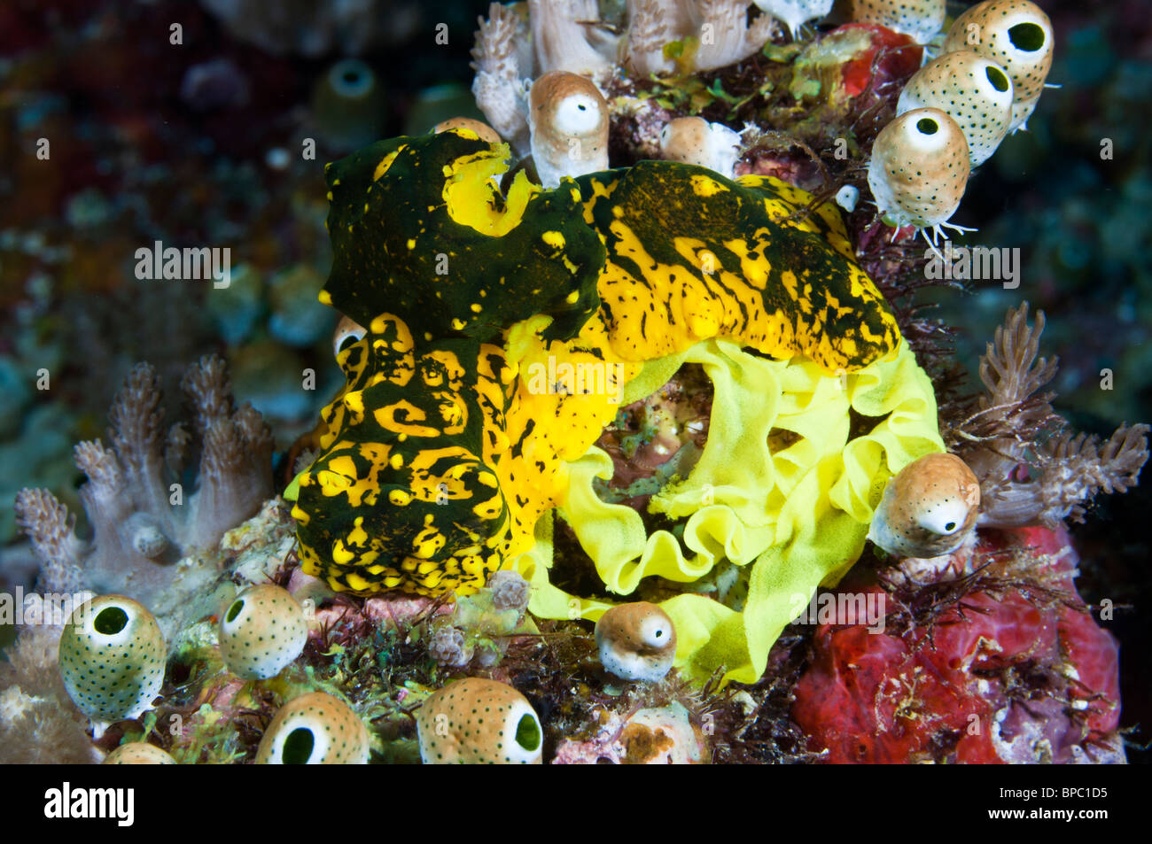 A large Notodoris nudibranch or sea slug laying eggs, Misool, West Papua, Indonesia. Stock Photo