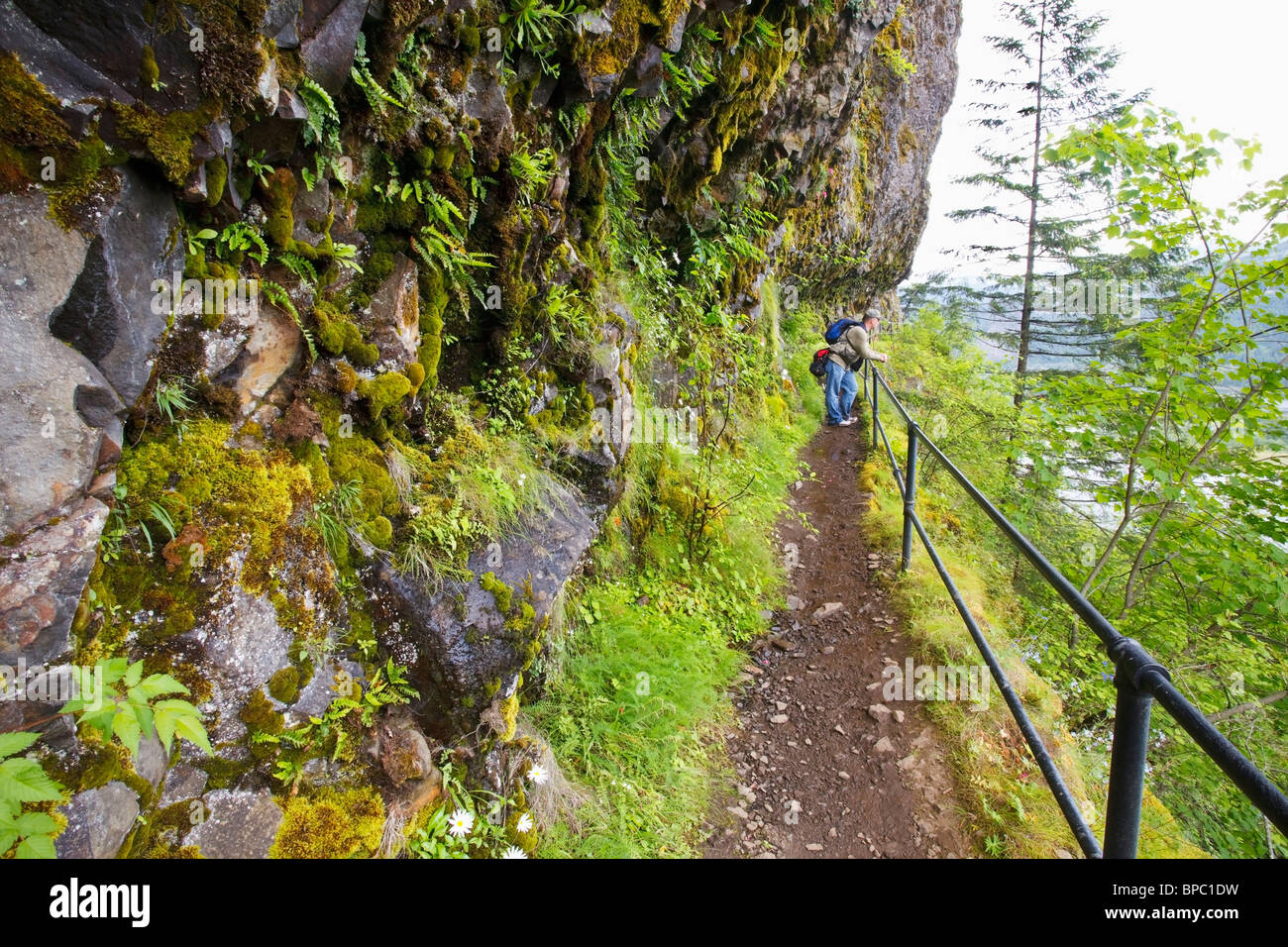oregon, united states of america; a hiker on a trail to mccord creek falls in columbia river gorge national scenic area Stock Photo