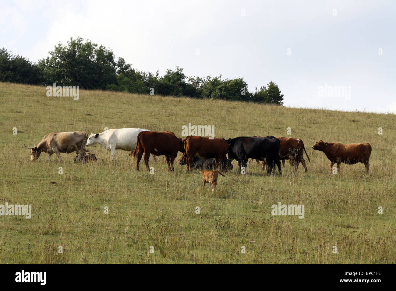 Herd of cows grazing  in a field in Streatley, West Berkshire Stock Photo