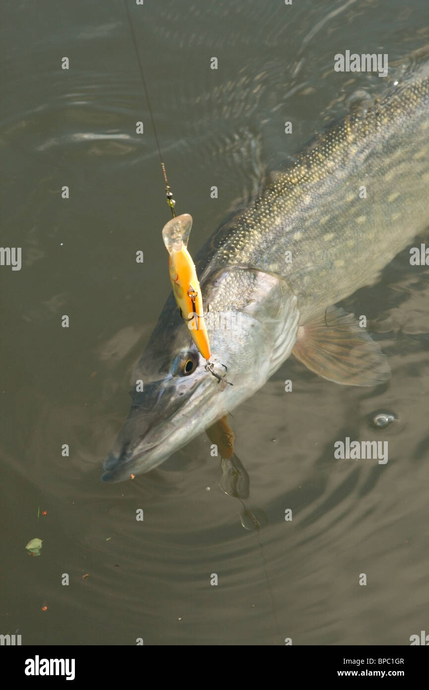 A freshwater pike caught on a fishing lure Stock Photo