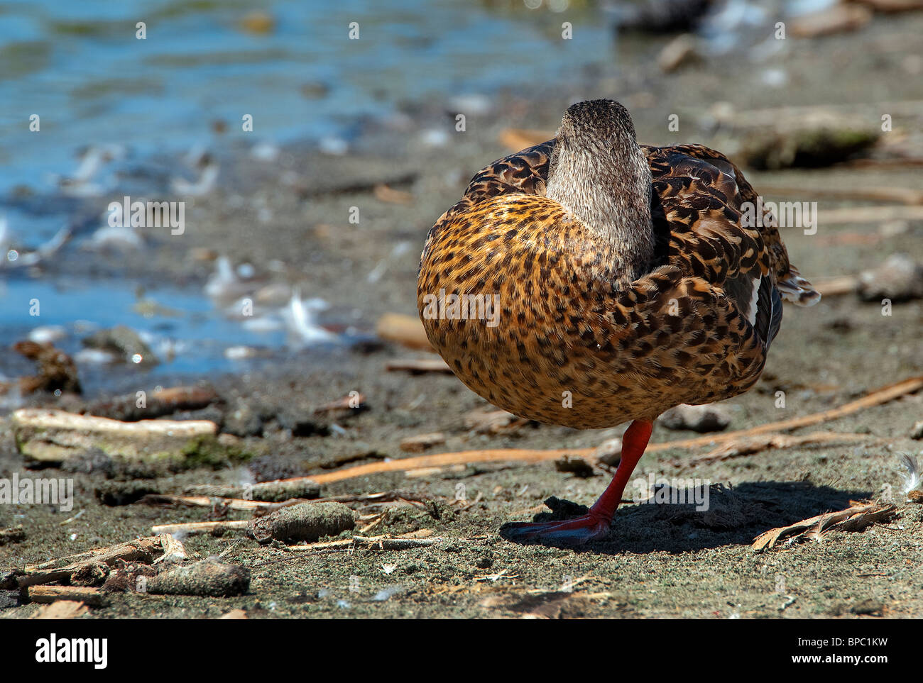 Sleeping duck hires stock photography and images Alamy