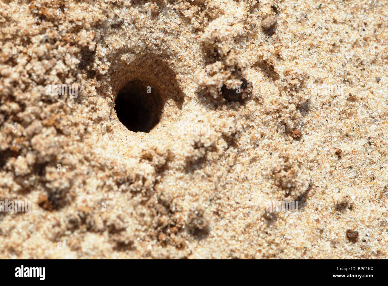 Small hole made in a ground a predatory wasp Stock Photo