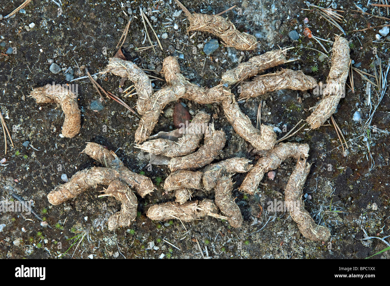 Capercaillie (Tetrao urogallus). Collection of faeces at a resting place.The remains of needles and of pines spruce are visible Stock Photo