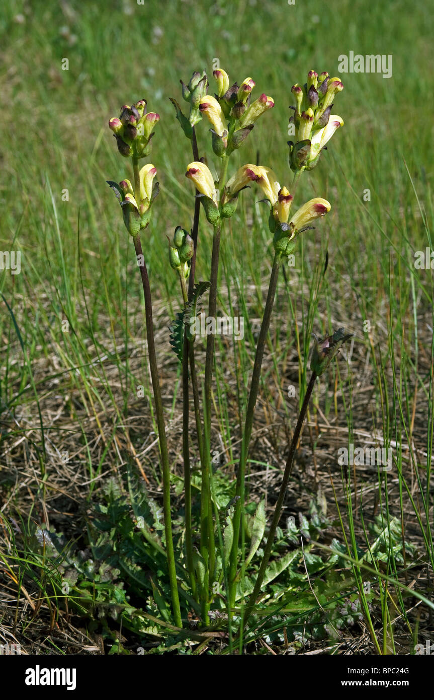 Moor-king Lousewort (Pedicularis sceptrum-carolinum), flowering. Stock Photo