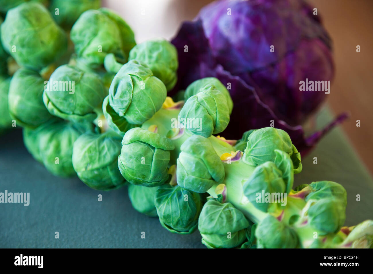 Brussels sprouts on stalk Stock Photo Alamy