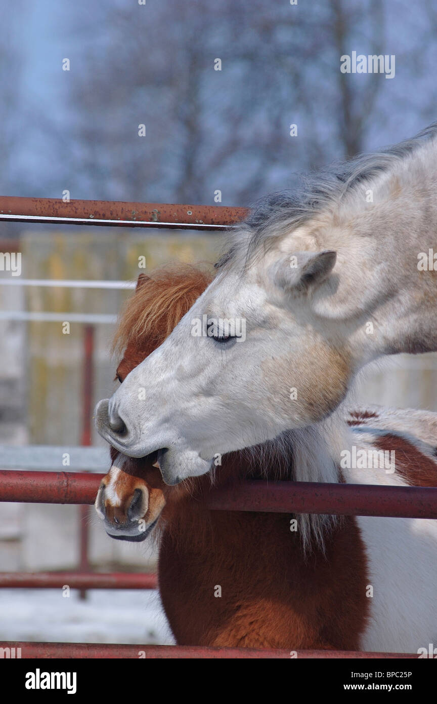 Horse biting fence hires stock photography and images Alamy