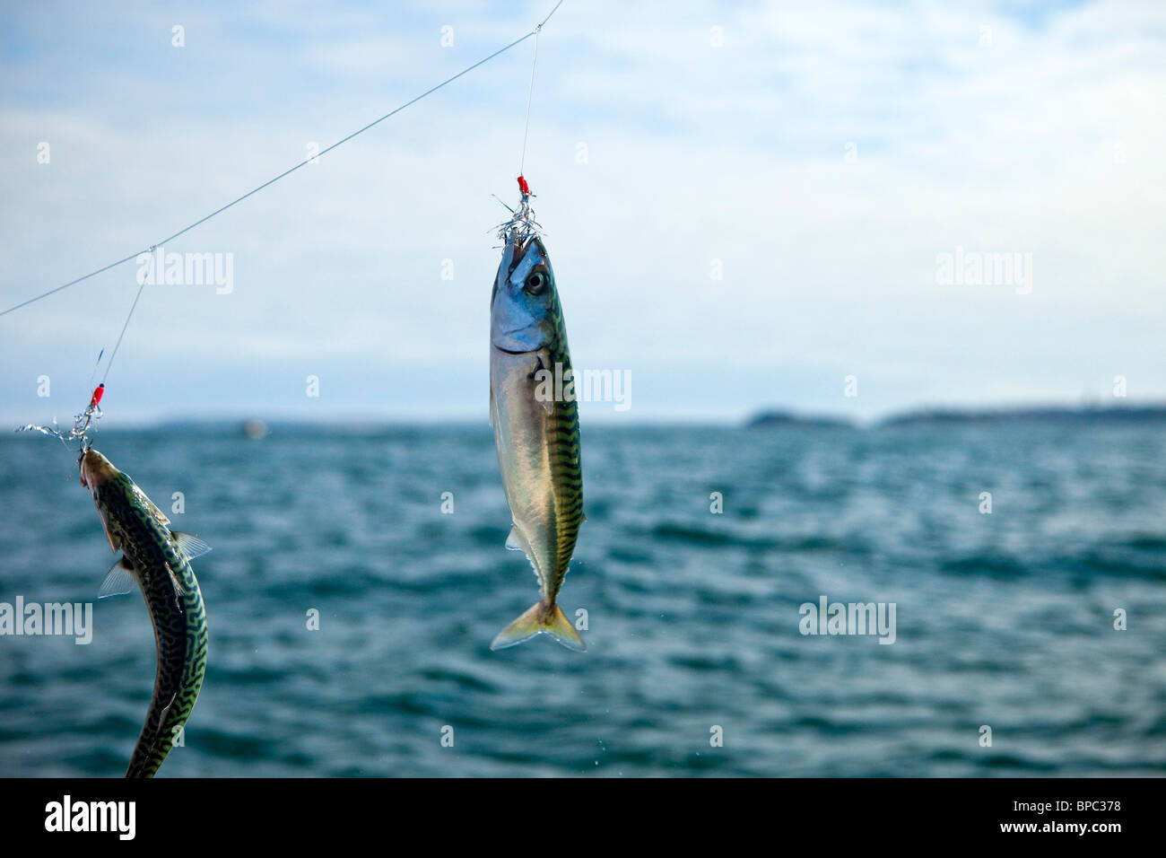 Mackerel Fishing off North Beach, Tenby,Pembrokeshire West Wales UK